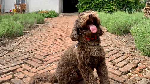 Cute dog on path in front of Paycockes House
